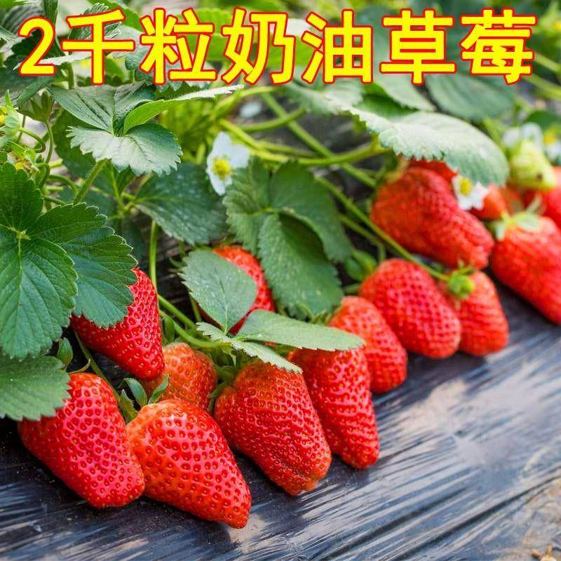草莓种籽子四季开花盆栽苗室内室外易活奶油大草莓水果阳台花种子