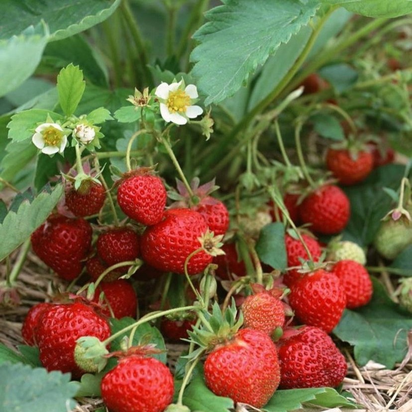 草莓种籽子种植四季阳台庭院盆栽草莓苗种子花种籽蔬菜种子苗大全