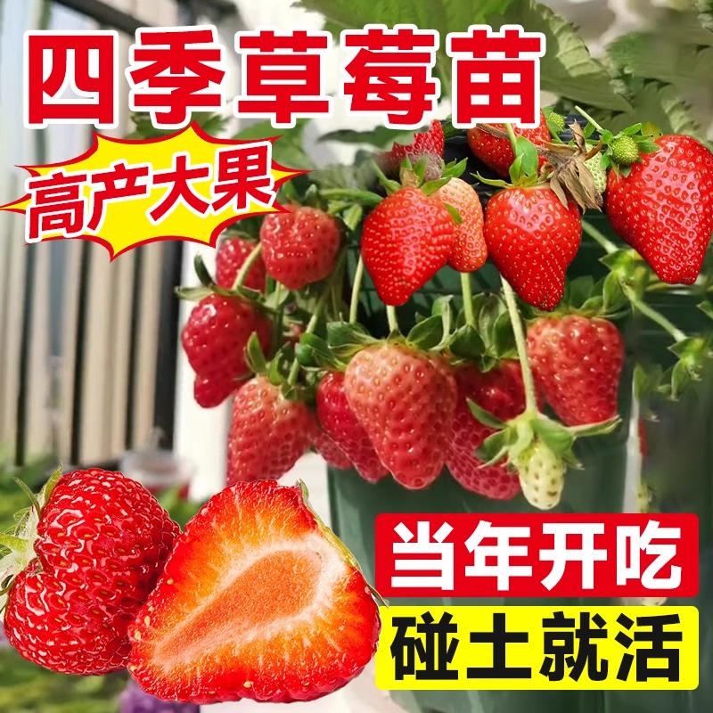 奶油草莓苗盆栽带盆带土种籽子可食用红颜四季结果阳台种植新苗秧
