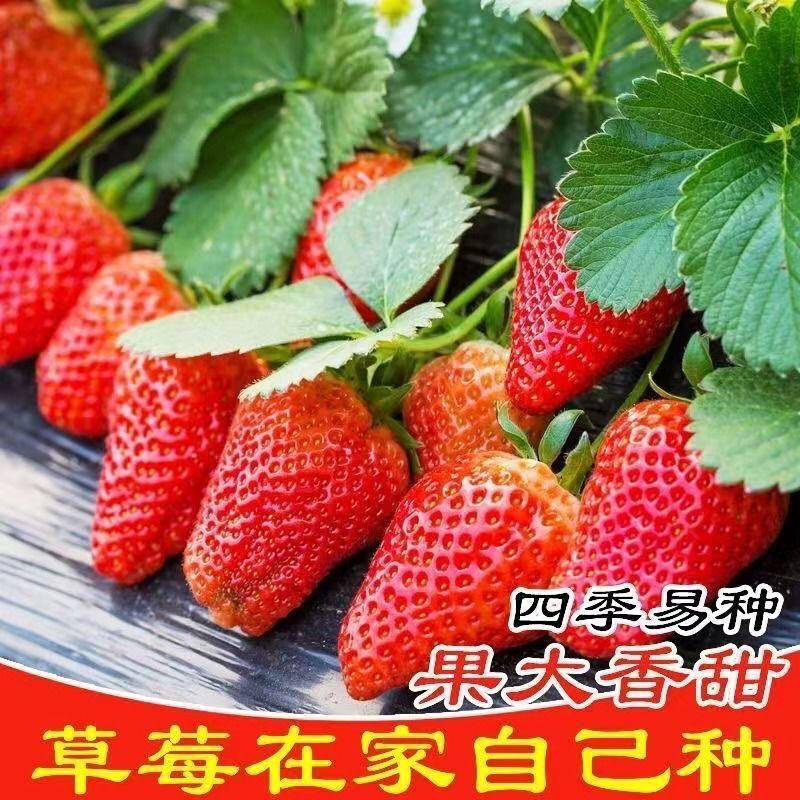 奶油种子草莓草莓四季特大超甜庭院阳台易种盆栽蔬菜水果种子