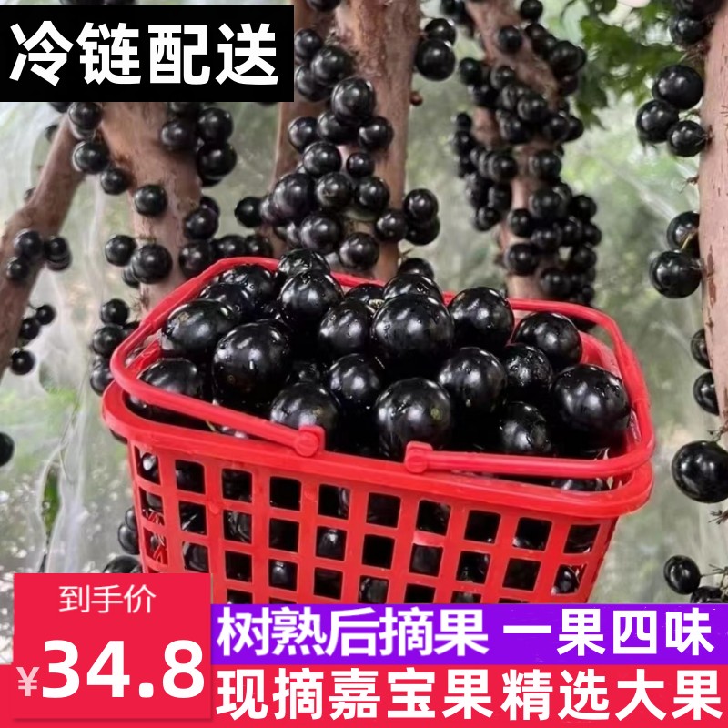 嘉宝果鲜果树葡萄新鲜3斤装大果现摘整箱孕妇当季罕见稀奇水果2斤