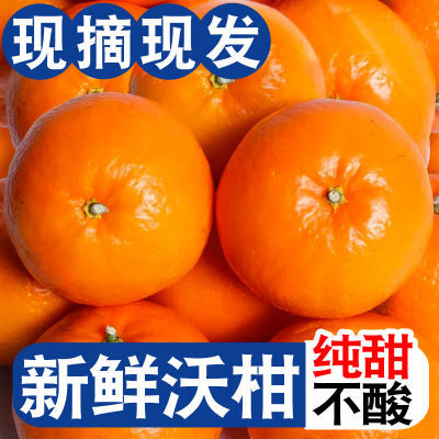 【应季水果】沃柑新鲜现摘云南桔子柑橘超甜薄皮广西武鸣茂谷蜜橘