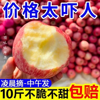 【超级低价】正宗红富士苹果当季新鲜冰糖心脆甜丑苹果水果批发