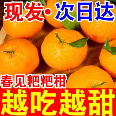 【爆甜】现摘高山春见耙耙柑当季新鲜水果粑粑柑丑桔子蜜橘子10斤