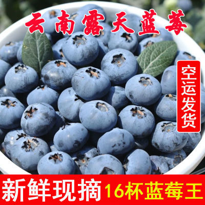 云南山露天种植新鲜蓝莓大果孕妇当季蓝莓一整箱批发蓝莓鲜果