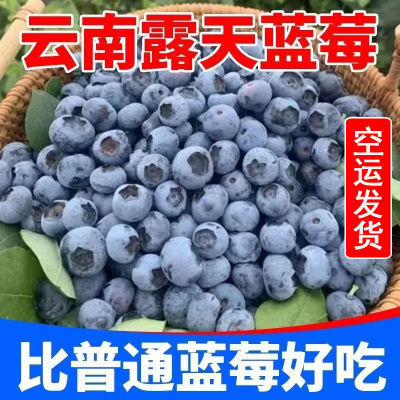 【空运发货】云南山地蓝莓新鲜果当季孕妇水果当季时令大果批发