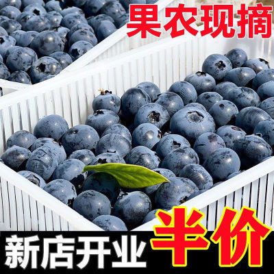 【超值蓝莓王】新鲜蓝莓大果孕妇当季蓝莓一整箱批发蓝莓新鲜鲜果