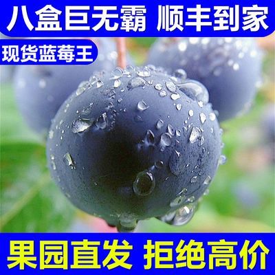 【顺丰蓝莓王】小懒杯新鲜水果当季蓝杯大果限量时令特大整箱包邮