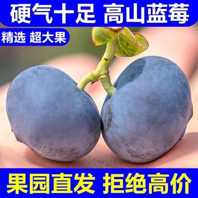 【顺丰】蓝莓新鲜水果特大野生超大南方鲜果应季大果孕妇宝宝包邮