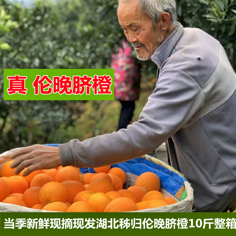 新鲜现摘现发秭归伦晚脐橙正宗湖北宜昌三峡橙子新鲜水果当季10斤
