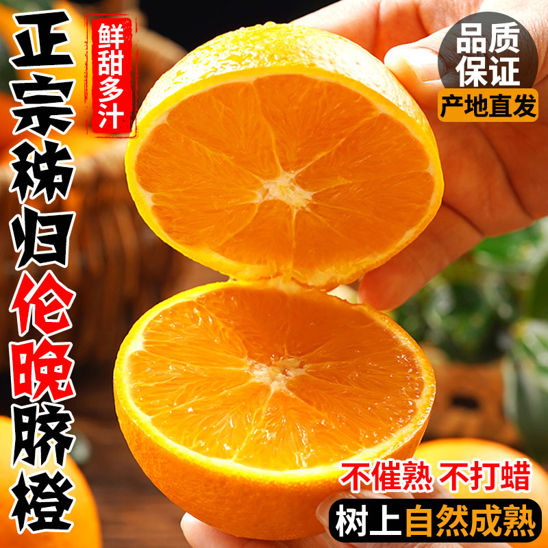 现摘伦晚秭归脐橙春橙纯甜橙子大果当季新鲜水果10斤多汁济橙包邮