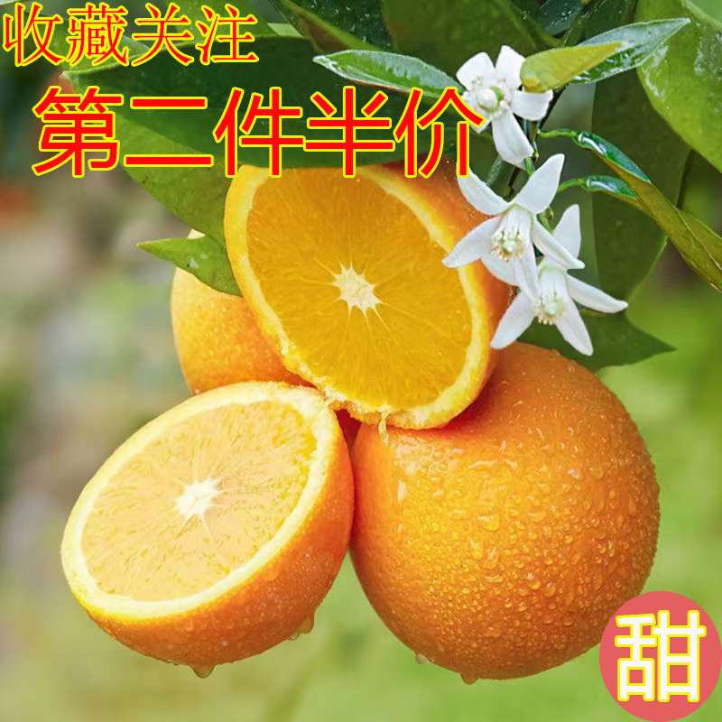 春橙伦晚中果5斤/10斤包邮新鲜水果当季现摘秭归同城孕妇脐橙橙子