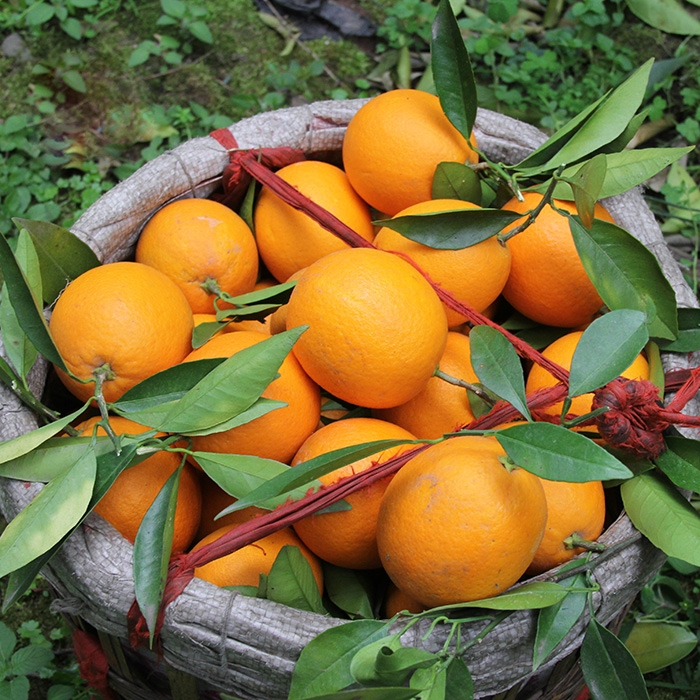 重庆开州脐橙非赣南十斤装纸箱锦橙新鲜水果现摘现发应季橙子包邮