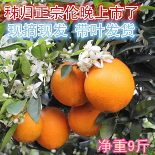 秭归伦晚脐橙10斤新鲜橙子现摘应当季水果江边水果净重5/9斤包邮