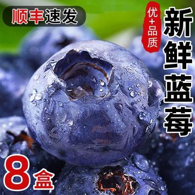 【超值抢购】云南蓝莓顺丰包邮应季新鲜水果宝宝辅食整箱大果