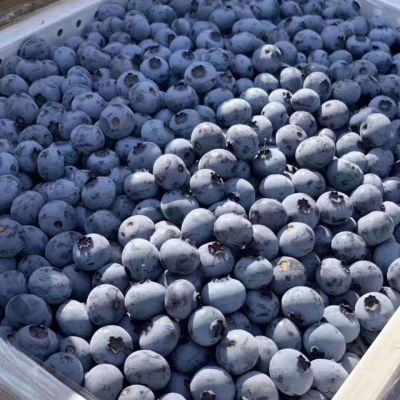 新鲜蓝莓10斤现摘蓝莓打果汁蓝莓酿酒蓝莓做果酱蓝莓工厂加工散装