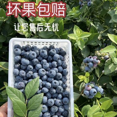 【大果】现摘现发新鲜蓝莓大果 水果宝宝孕妇辅食护眼鲜果125g/盒