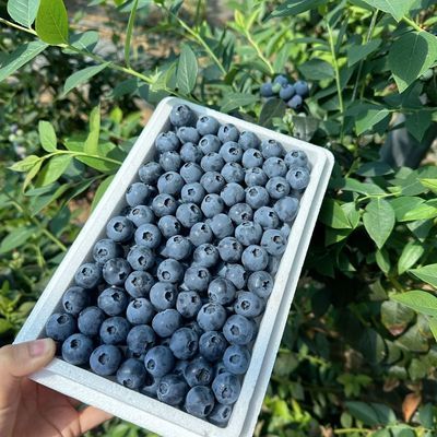 蓝莓【自家园】当应季现摘新鲜时令水果特产宝宝辅食孕妇护眼蓝莓
