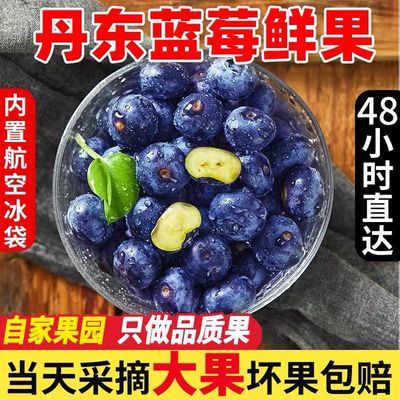 【空运包邮】丹东蓝莓新鲜鲜果当季大果宝宝辅食批发价一整箱