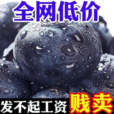 【全网低价】新鲜蓝莓孕妇当季一整箱批发价云南蓝莓宝宝辅食产地
