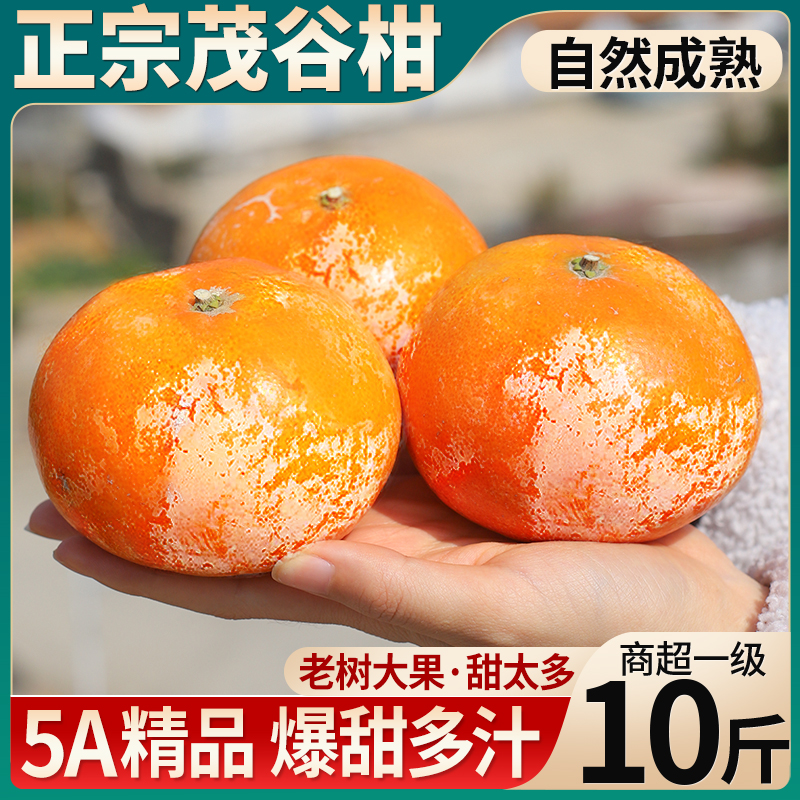 特大果 10斤茂谷柑新鲜橘子水果当季桔子砂糖皇帝丑柑整箱广西5