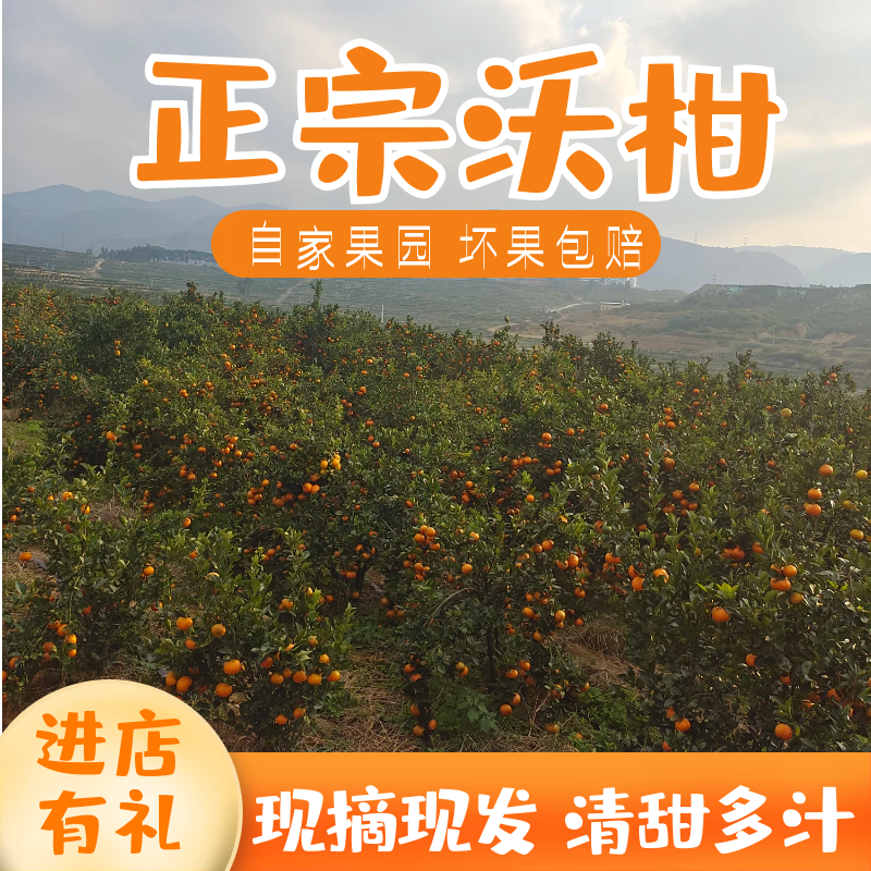 云南高原沃柑新鲜现摘现发砂糖柑橘桔子橘子当季水果纯甜