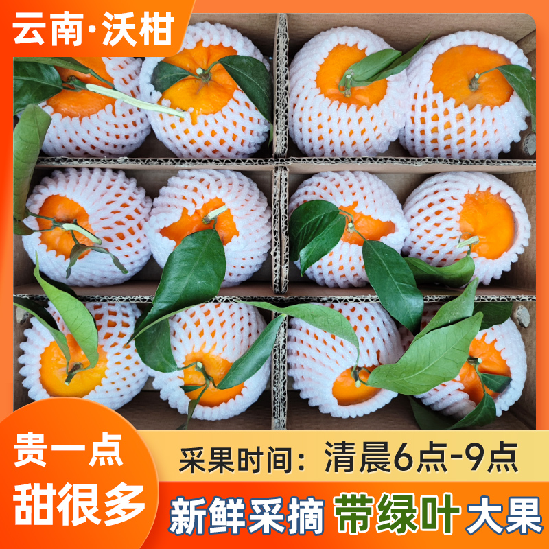 云南宾川沃柑新鲜水果当季整箱柑橘桔子砂糖甜10斤包邮带绿叶采摘