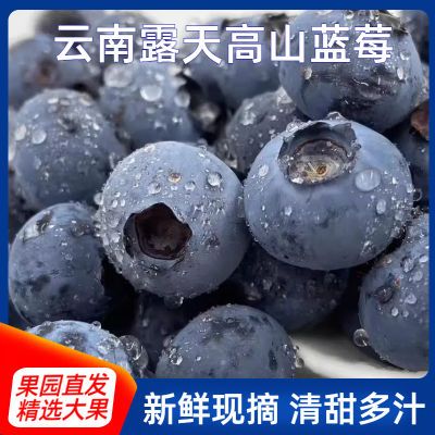 云南露天蓝莓新鲜有机蓝莓大果果园基地直发鲜果早餐辅食鲜甜爽口