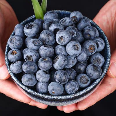 现摘现发云南露天新鲜蓝莓 当季时令孕妇水果 非怡颗秘鲁进口蓝莓