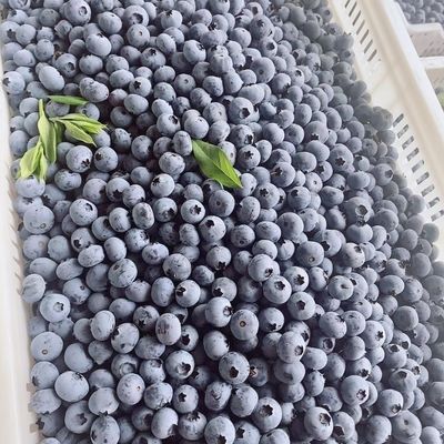 蓝莓10斤现摘新鲜蓝莓打果汁蓝莓酿酒做果酱加工散装蓝莓一整箱