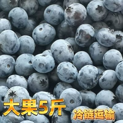 新鲜蓝莓鲜果孕妇水果精选蓝莓儿童辅食