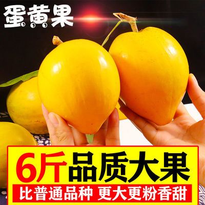 鸡蛋果蛋黄果5斤海南热带生鲜应季当季新鲜水果熟果云南特产1-6斤