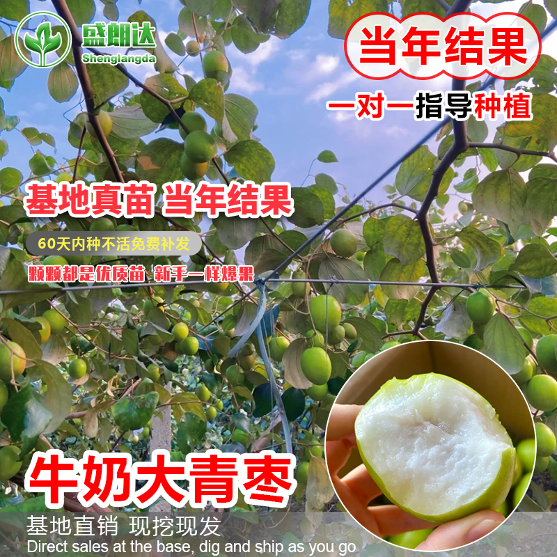 台湾牛奶特大青枣嫁接枣树苗贵妃蜜枣脆甜水分多全国种植当年结果