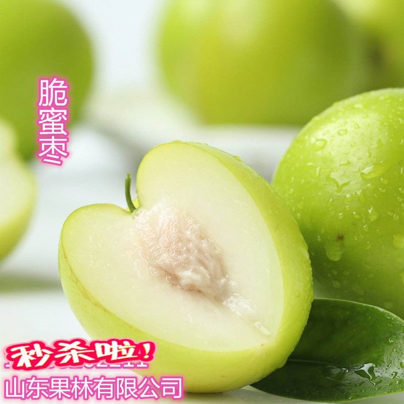 台湾牛奶大青枣嫁接枣树苗贵妃蜜枣脆甜水分多全国种植当年结果