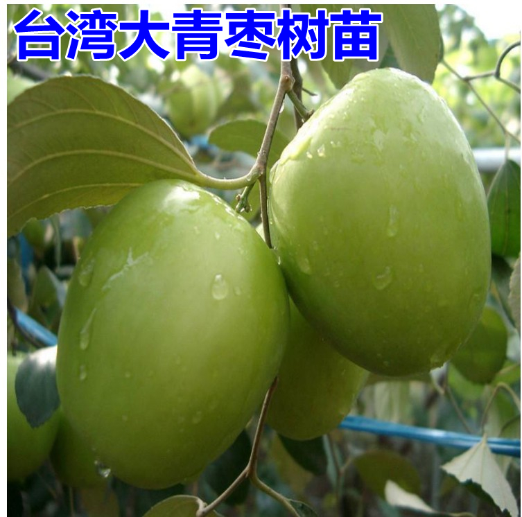 台湾大青枣嫁接苗 盆栽果树 牛奶枣 高朗一号 五十 当年结果 青枣