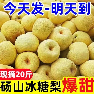 【活动中】正宗砀山酥梨梨子脆甜多汁黄皮梨子应季水果整箱批发