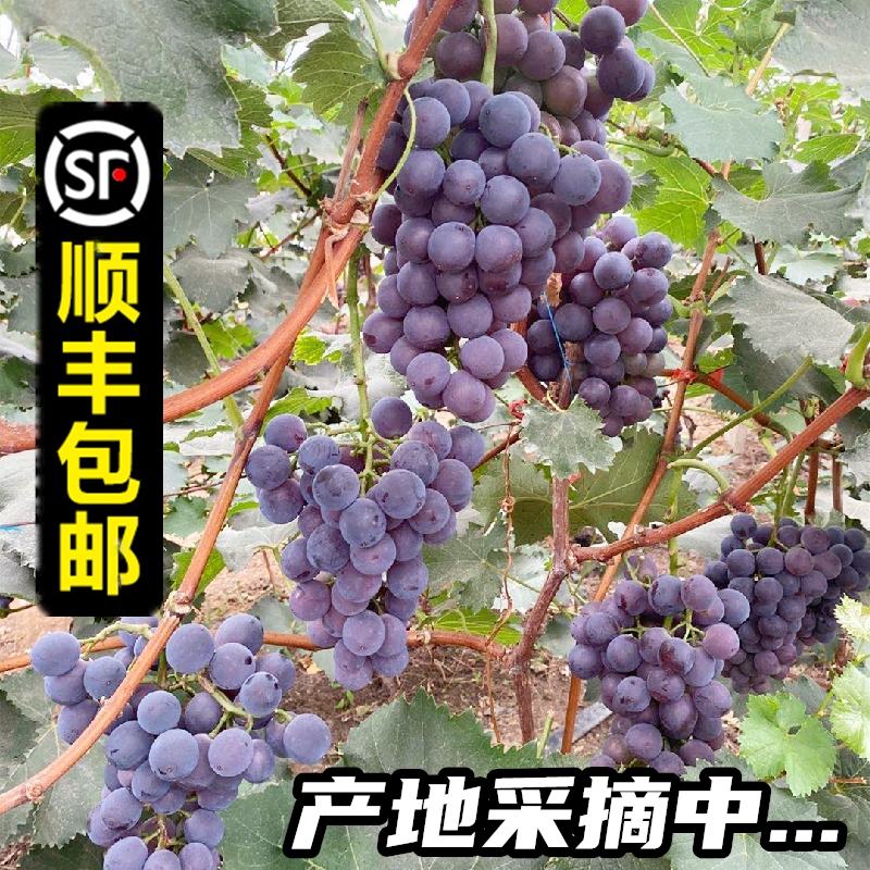 东北巨峰葡萄3斤装 现摘现卖新鲜巨峰葡萄提子 产地直发当季水果