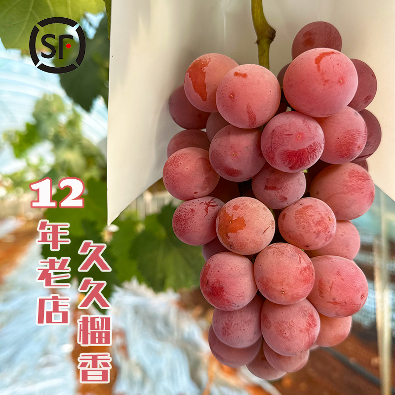 云南妮娜皇后葡萄新鲜水果高甜酒香红宝石无籽红提子顺丰空运3斤