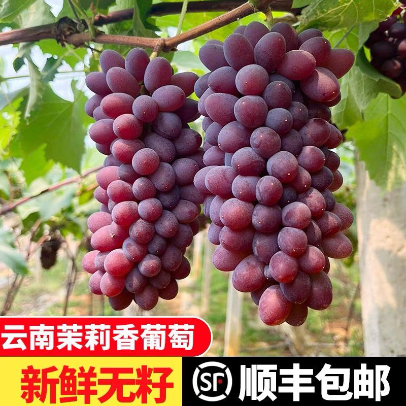 【顺丰4斤】现摘茉莉香葡萄新鲜水果当季郁金香葡萄无籽红提提子
