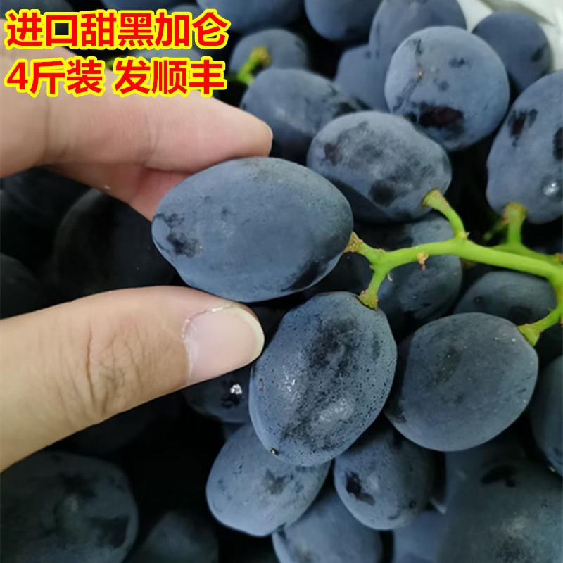 黑加仑提子4斤装新鲜葡萄黑提当季时令孕妇水果广东省内顺丰包邮