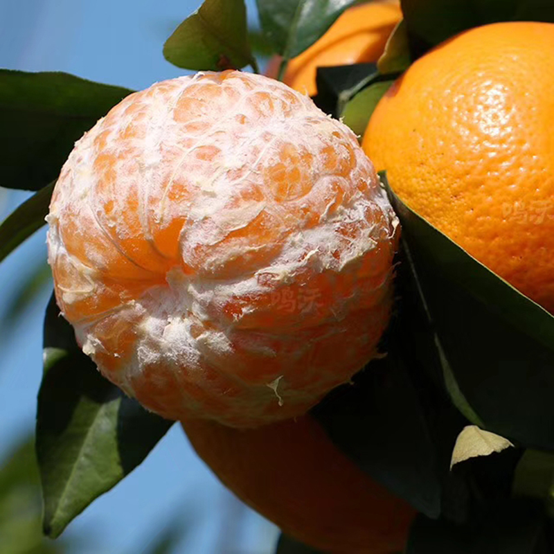 云南沃柑9斤蜜橘子新鲜应当季水果玉溪沃柑纯甜桔子皇帝丑柑橘5