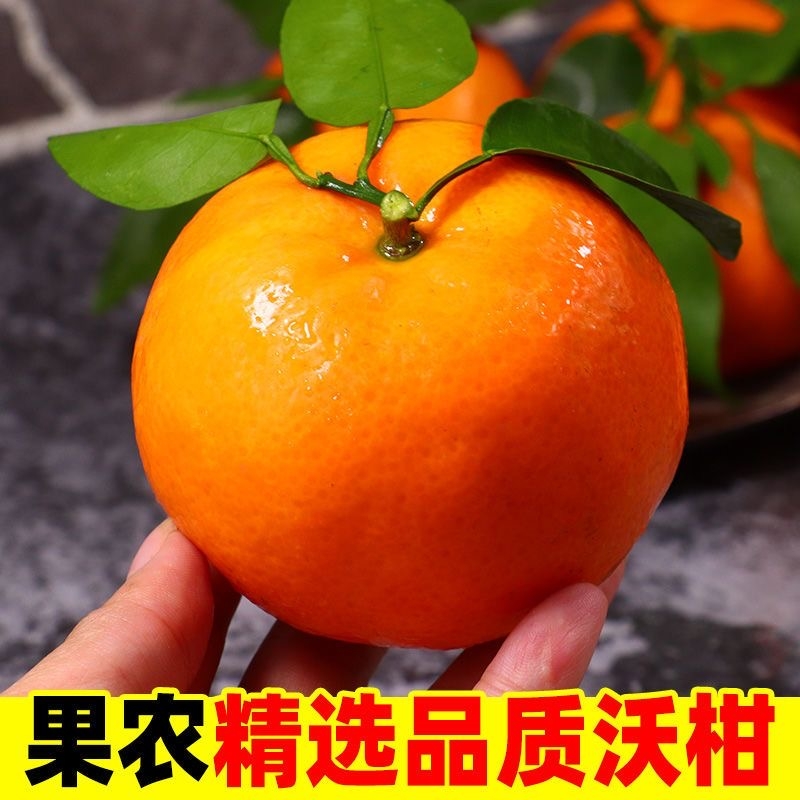 云南宾川高原沃柑新鲜当季孕妇水果柑橘