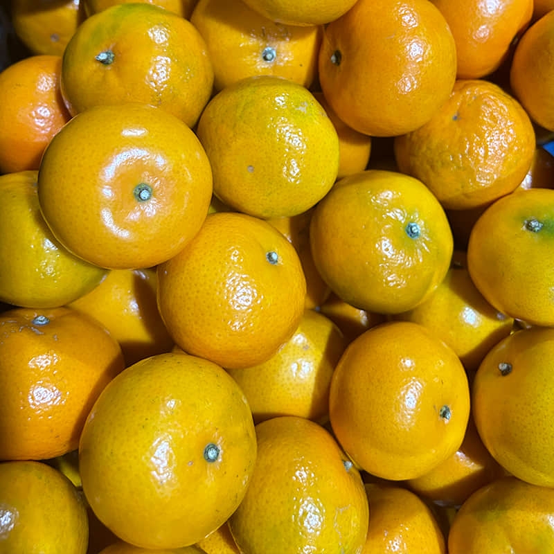 正宗广西沃柑新鲜水果当季整箱橘子桔子果王大果