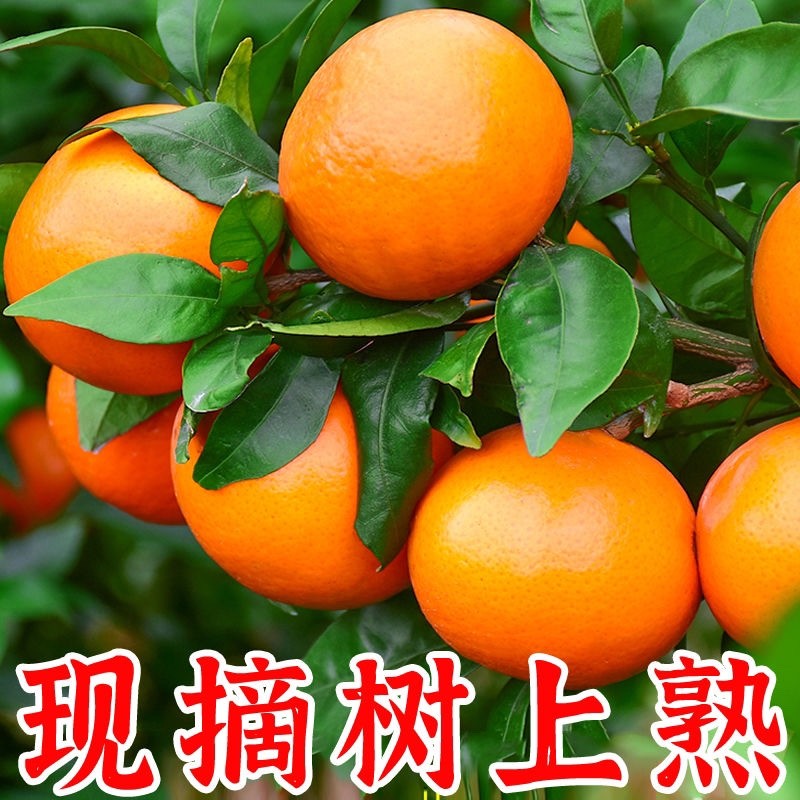 宁波象山纯甜沃柑现摘当季新鲜水果薄皮橘子柑橘水果整箱发货