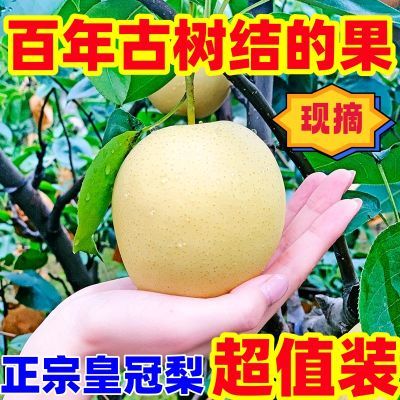 【限时特价】皇冠梨薄皮多汁梨子水果新鲜梨子应季水果批发整箱