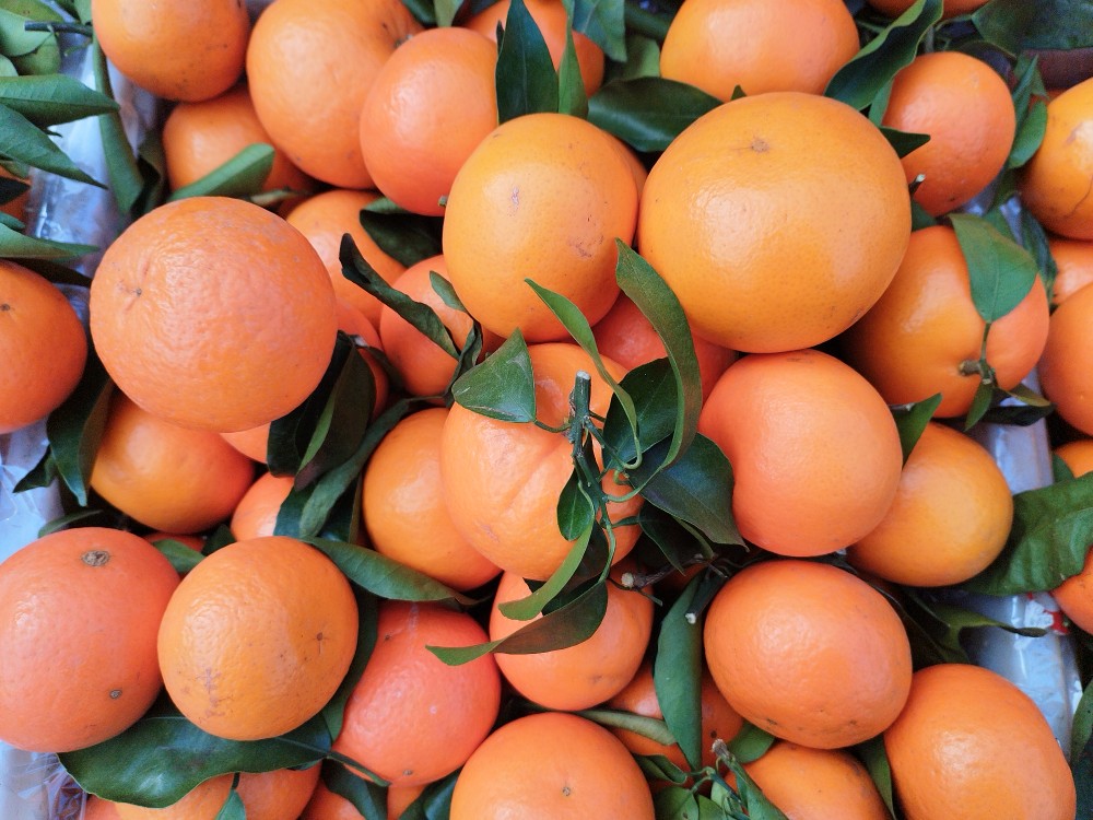 贵州平塘农家沃柑新鲜水果橘子橙子农家自种现摘现发包邮