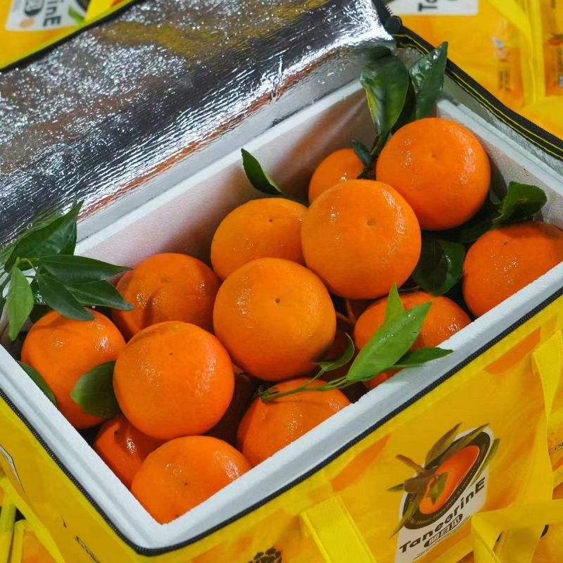 寸金地明日见橘子原箱礼盒8斤新鲜水果柑橘纯甜沃柑甜嫩多汁包邮