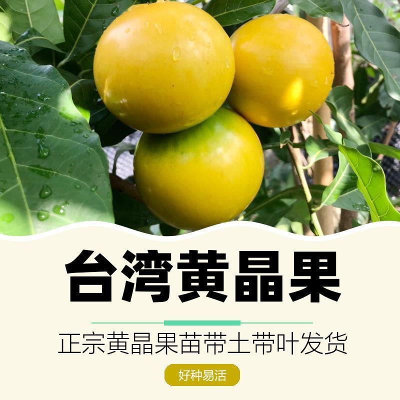 黄晶果树苗正宗台湾黄金果苗加蜜蛋黄果爱蜜果亚美果新奇水果盆栽