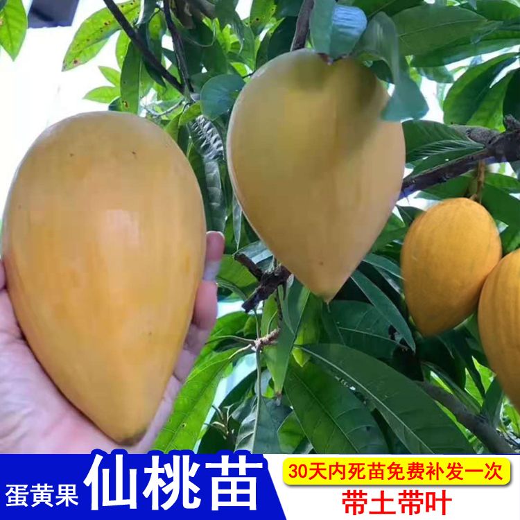 新品种台湾耀堂仙桃树苗香甜蛋黄果鸡蛋果苗石头果四季结果南北种