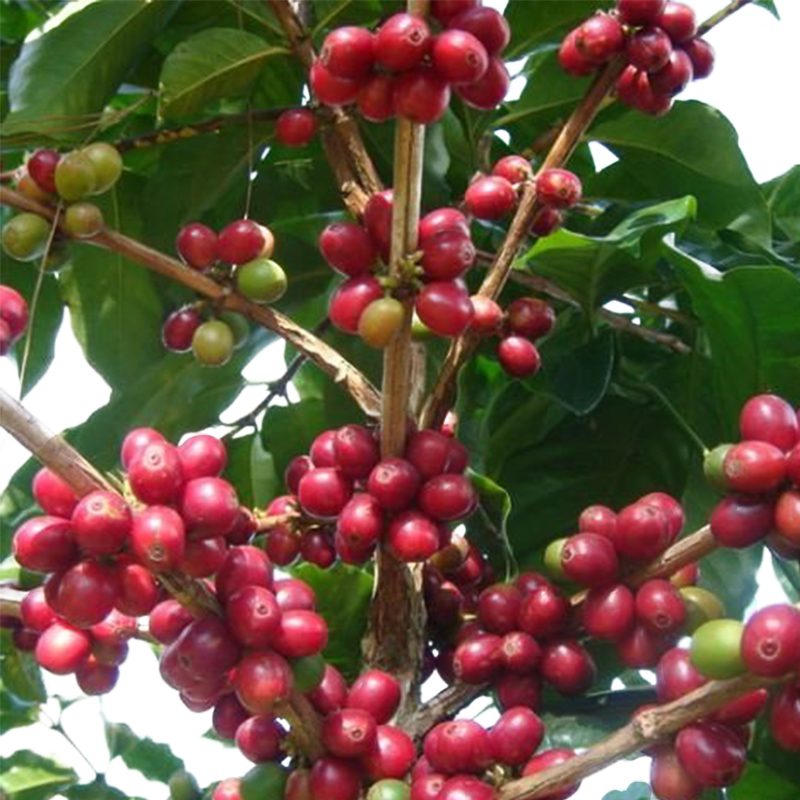咖啡苗 咖啡树苗 云南卡迪姆咖啡树苗咖啡小苗盆栽庭院地栽树苗